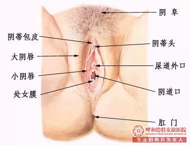 外生殖器 | 看妇科时只说下面痛痒？带你了解女性外生殖器