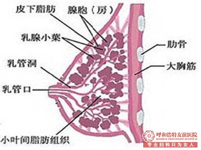 乳腺增生的治疗