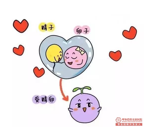 卵泡监测的作用